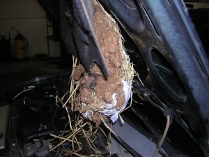 Auto Repair Redmond - Rodent nest 2
